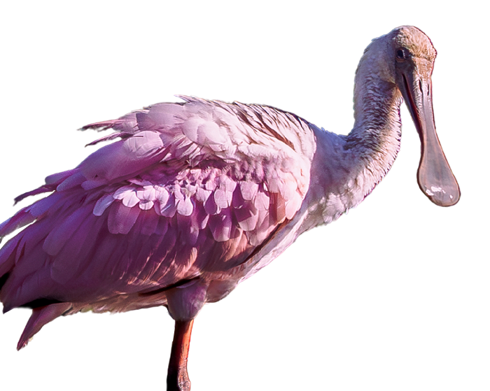 Pink pelican