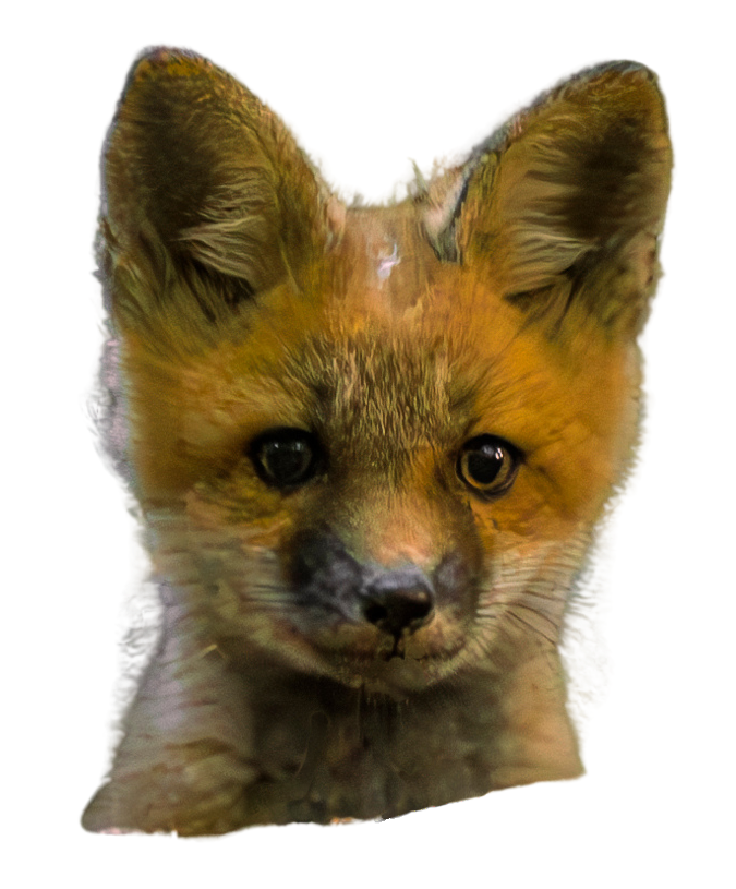 Baby fox