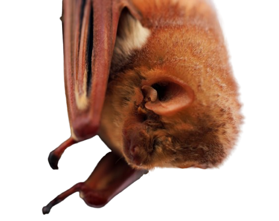 Bat hanging upside down.