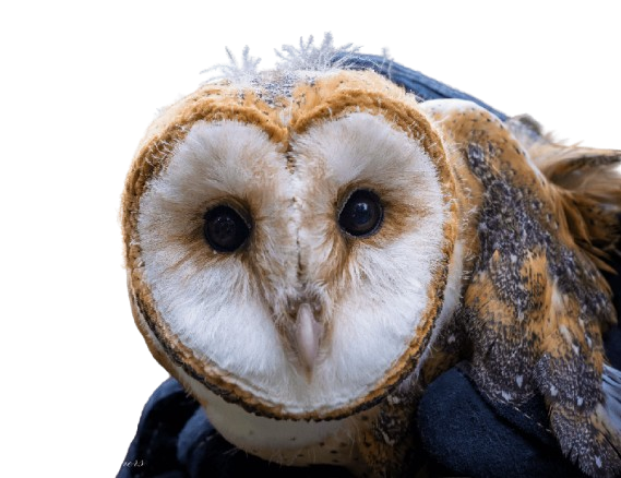Owl with white face surrounded by gold ring of feathers.