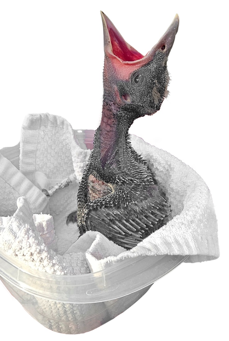 baby bird seated in container with towel, opening beak wide,